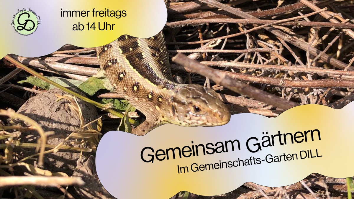 Gemeinsam Gärtnern im DILL