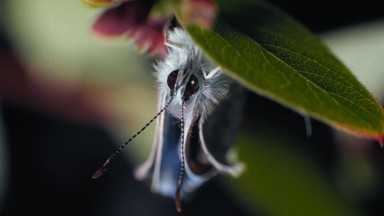 Insekten - Helden im Verborgenen