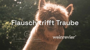 Flausch trifft Traube - Weinverkostung mit Alpakas