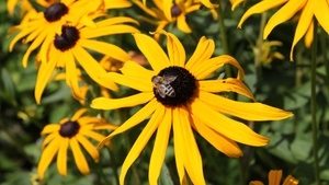 Erstaunliche Stauden II