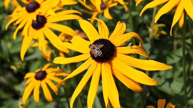 Erstaunliche Stauden II