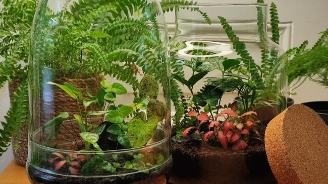 DschungelGlas - Workshop