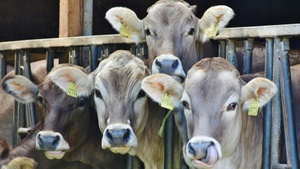 Stimmt’s oder stimmt’s nicht?