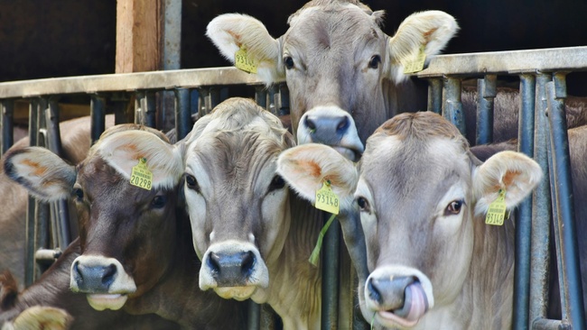 Stimmt’s oder stimmt’s nicht?