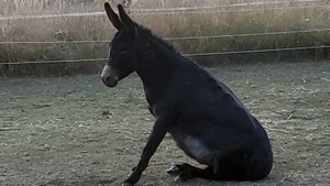 Esel-Workshop: In der Ruhe liegt die Kraft.