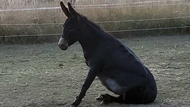 Esel-Workshop: In der Ruhe liegt die Kraft.