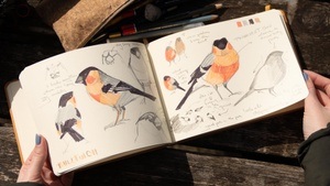 Nature Journaling For Birdwatchers