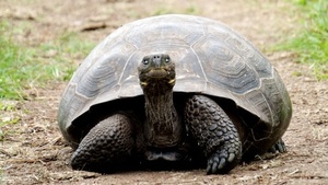 Die Schildkröte hat Geburtstag (ab 4 Jahren)