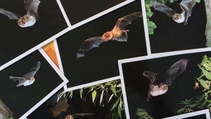 Nachtwanderung: Fledermäuse auf Kaltehofe