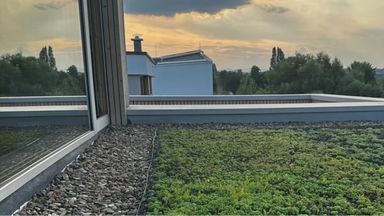 Urban Gardening – Praktische Tipps für ein grünes Zuhause