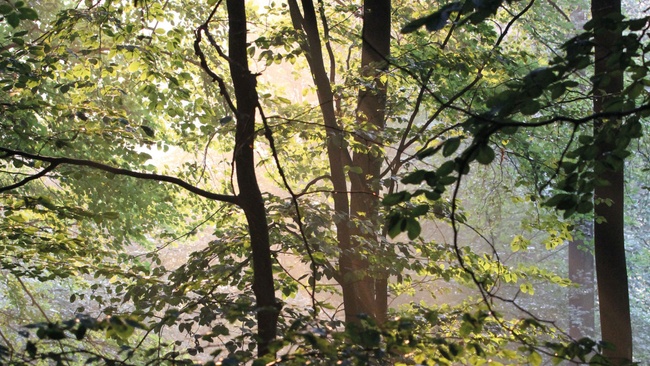 Deep Time Walk - im Neandertal