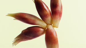 Klagelieder aus dem Exil – Die Lamentationen des Jeremias von Giovanni Pierluigi da Palestrina | zamus: early music festival 2026