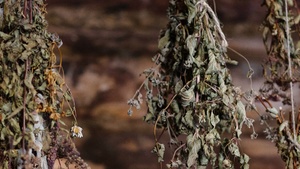 Sommer-Ritualworkshop: Pflanzen, Räuchern & Naturverbindung 🌿