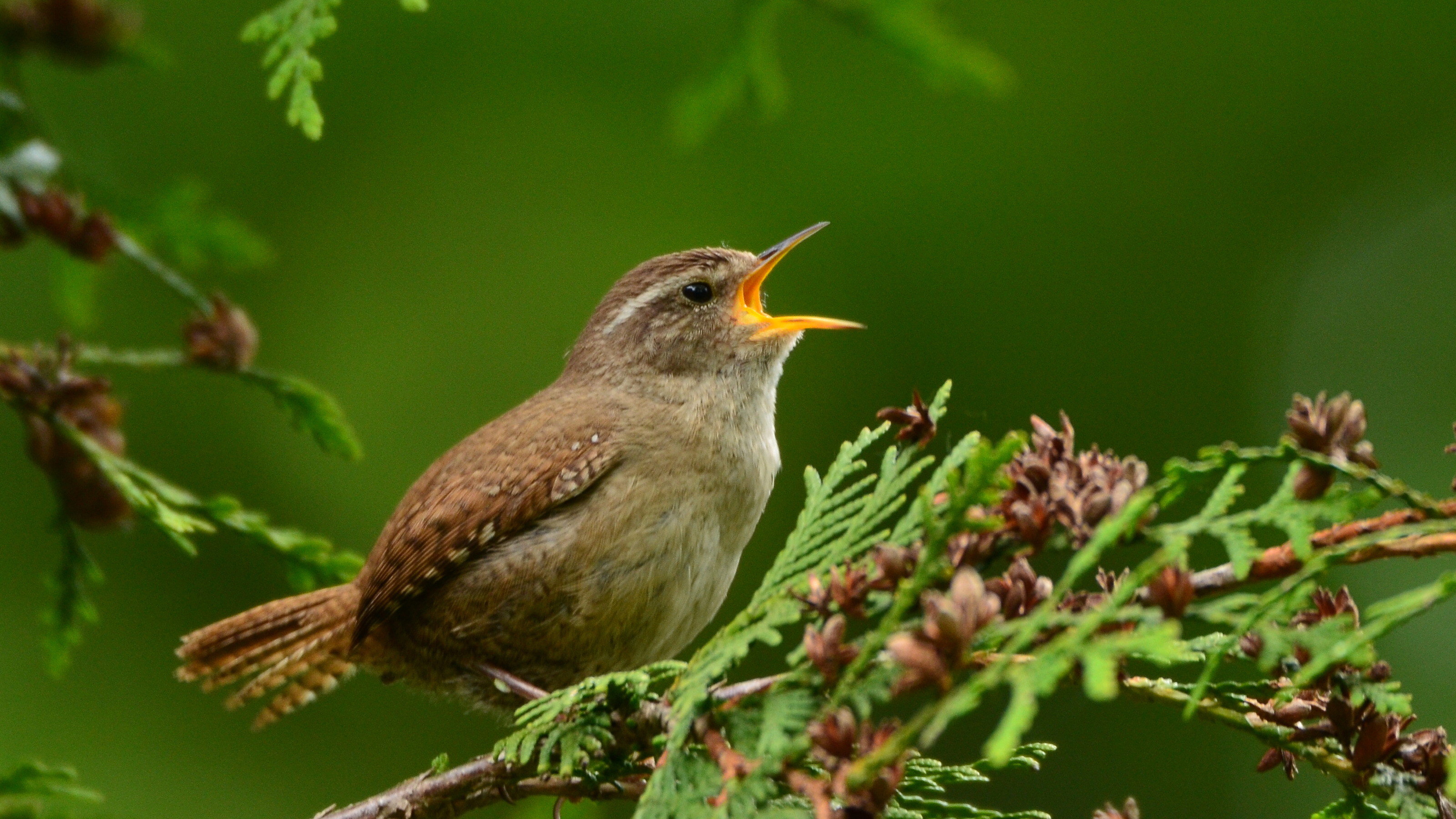 Birding für Neulinge