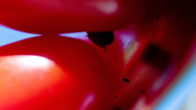 Cora Pongracz: 8 erweiterte portraits mit Paul Niedermayer