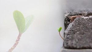 Vorsicht! Es sprießt!