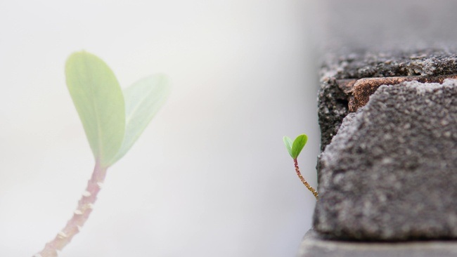 Vorsicht! Es sprießt!