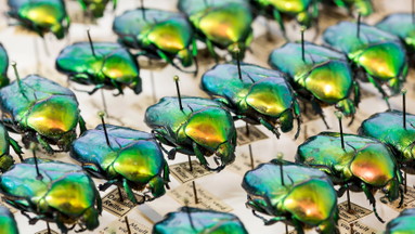 Offene Insektenpräparation