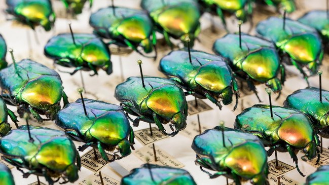 Offene Insektenpräparation