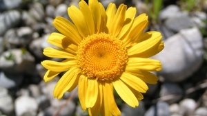 Blütenreichtum auf Magerstandorten erleben und fördern - Fortbildung für Pädagog*innen