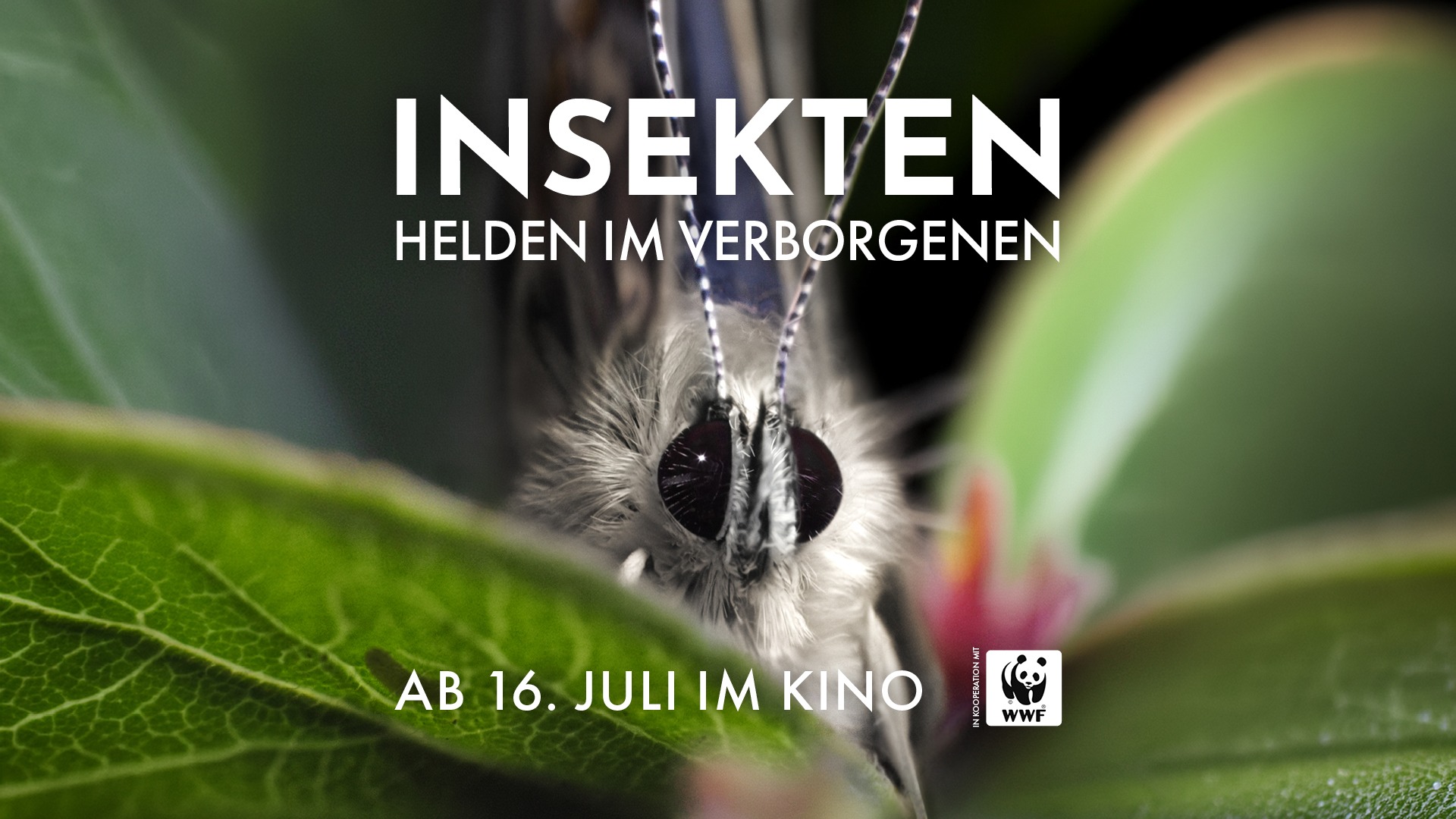 Sondervorstellung von „Insekten – Helden im Verborgenen“ im Monopol-Kino