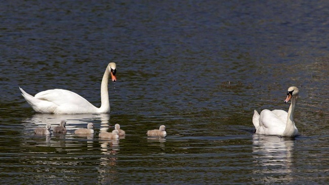 FÜHRUNG | Liebe Tiere (Valentinstag-Special)