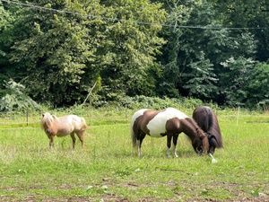 Familien-Ausritt mit Ponys