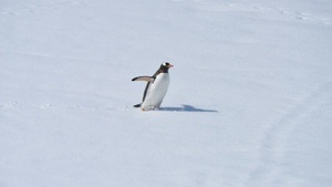 Der dickste Pinguin vom Pol