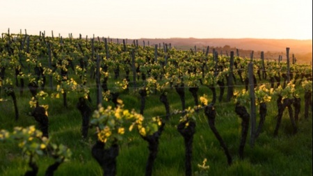 C'est le terroir! Weine aus Frankreich