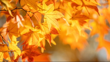 Workshop-Reihe: Im Jahresrhythmus - Herbst