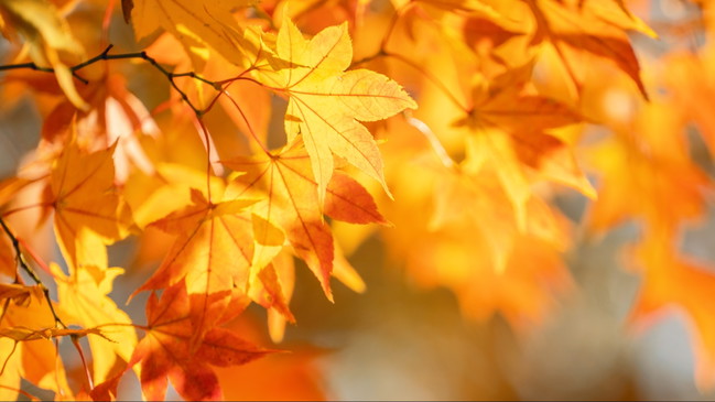 Workshop-Reihe: Im Jahresrhythmus - Herbst