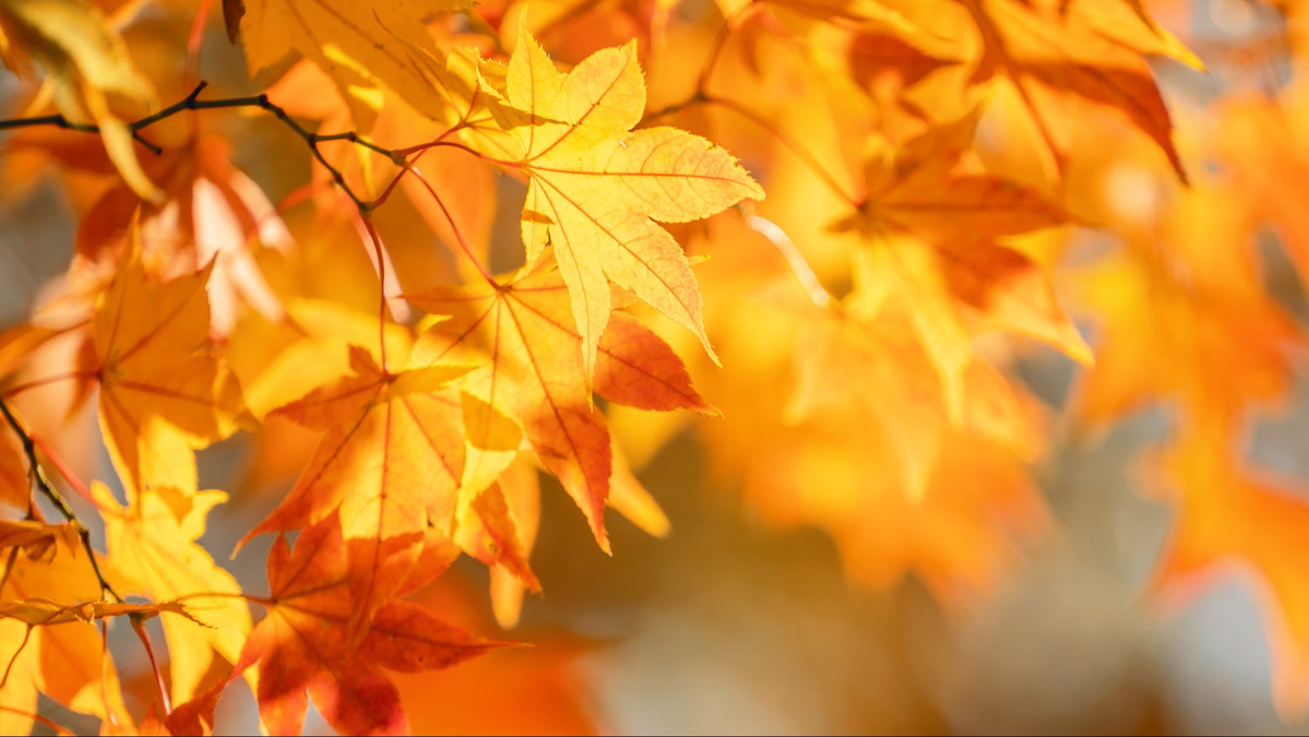 Workshop-Reihe: Im Jahresrhythmus - Herbst