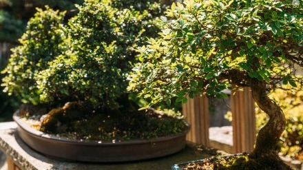 Bonsai-Workshops für Kinder