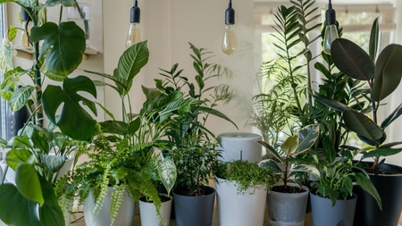 Plant Pop-Up Event