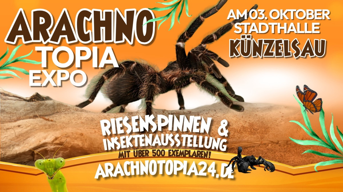Titelbild der Veranstaltung Riesenspinnen & Insektenausstellung - Künzelsau