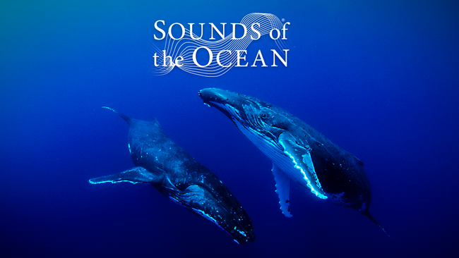 Sounds of the Ocean – Tauche ein in die Tiefen des Ozeans