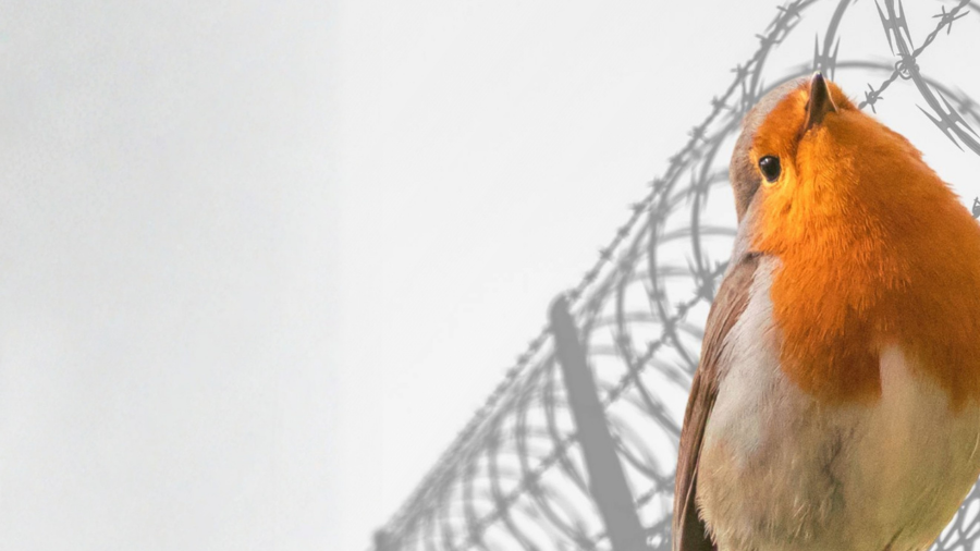 Titelbild der Veranstaltung Vögel fernab der Politik? – Der Kampf um Natur und Demokratie in Belarus