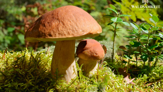 Mushroom Walk Berlin