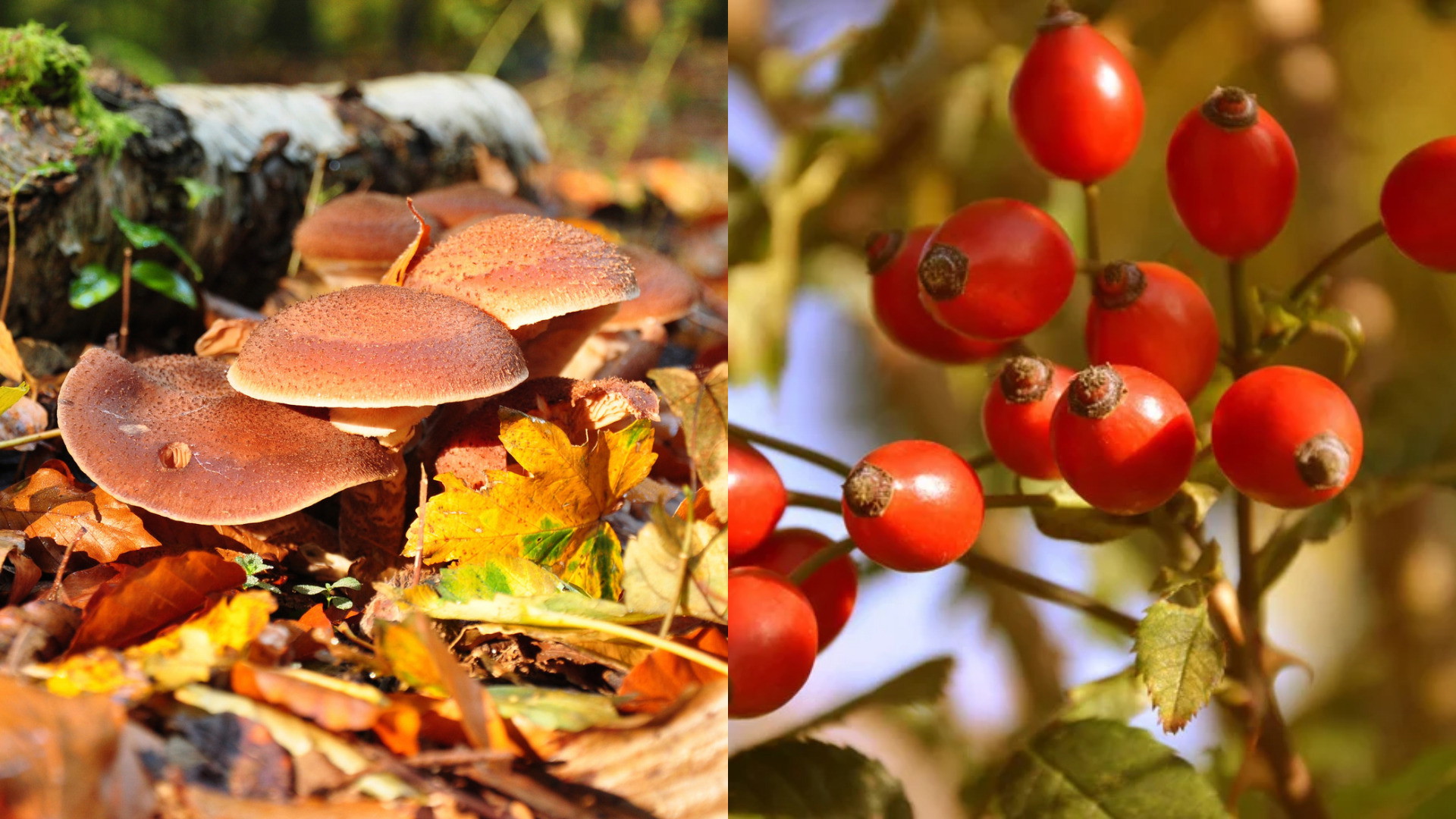 Wildpflanzen im Herbst