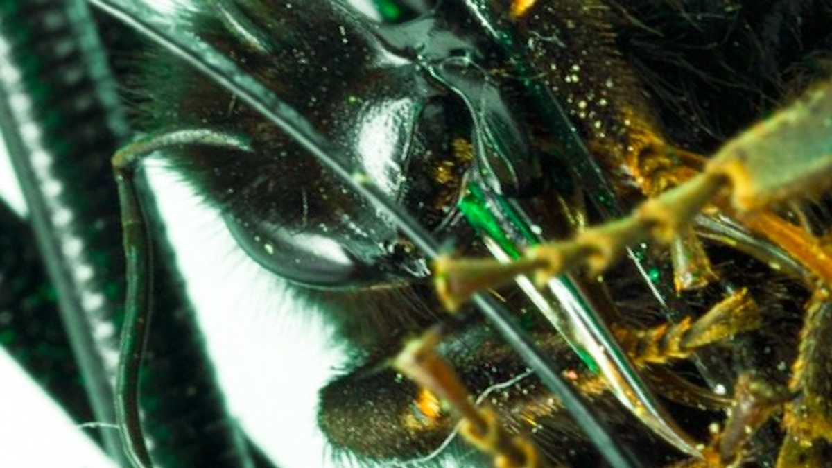 Ausstellung Anna Miethe: Biotopia im Raum für Freunde