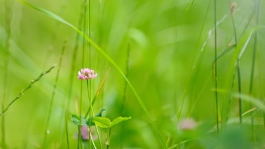 Wildkräuterspaziergang für Erwachsene im Naturgarten Hürth