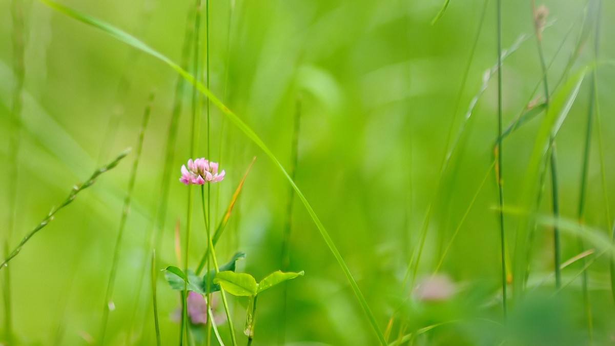 Wildkräuterspaziergang für Erwachsene im Naturgarten Hürth