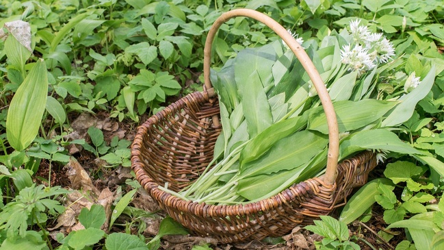 Urban Foraging Walk
