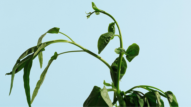 Ostasiatischer Abend | zamus: early music festival 2026