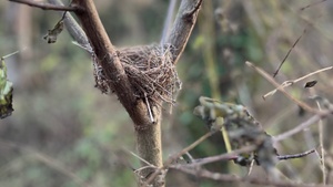 Rooted in the Wild - Vertrauen