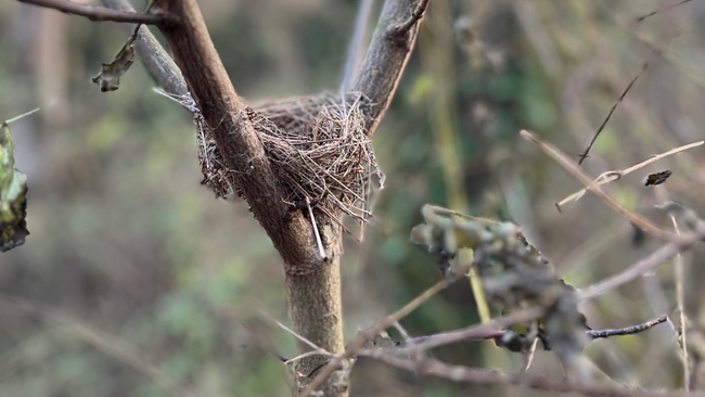 Rooted in the Wild - Vertrauen