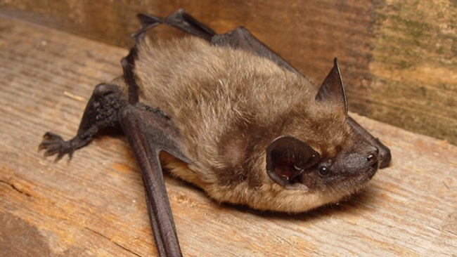 Auf den Spuren der Fledermäuse – Elektrocar-Tour