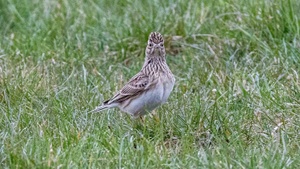Safari-Tour auf der Tegeler Stadtheide –Elektrocar-Tour