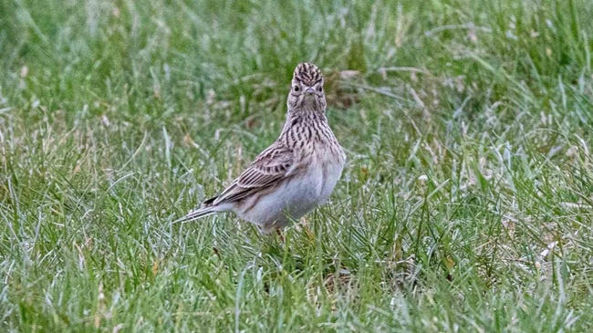 Safari-Tour auf der Tegeler Stadtheide –Elektrocar-Tour