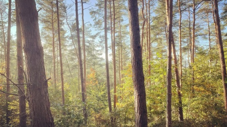 Wildes Brühl - Fährtenlesen im Wald